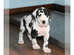 Great Dane DOG FOR ADOPTION ADN-766208 - Healthy Great Dane Puppy Ready For New