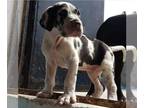 Great Dane DOG FOR ADOPTION ADN-766210 - Healthy Great Dane Puppy Ready For New