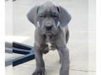 Great Dane DOG FOR ADOPTION ADN-766215 - Healthy Great Dane Puppy Ready For New