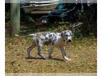 Great Dane DOG FOR ADOPTION ADN-766217 - Healthy Great Dane Puppy Ready For New
