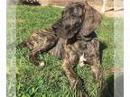 Great Dane DOG FOR ADOPTION ADN-766220 - Healthy Great Dane Puppy Ready For New
