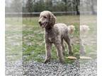 Poodle (Standard) DOG FOR ADOPTION ADN-766484 - Rescue poodle