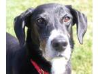 Adopt Bert a Border Collie / Labrador Retriever / Mixed dog in Sioux City