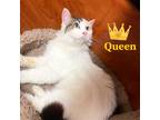 Adopt Queenie a Gray, Blue or Silver Tabby Domestic Longhair / Mixed (long coat)