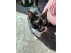 Adopt Sugar a Tortoiseshell Domestic Shorthair / Mixed cat in Philadelphia