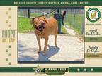 Adopt Diesel a Mixed Breed (Medium) / Mixed dog in Melbourne, FL (38447385)