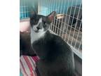 Adopt Billee a Domestic Shorthair / Mixed cat in Troy, VA (38566738)