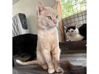 Adopt Nigel a Orange or Red Domestic Shorthair / Mixed cat in Yucaipa