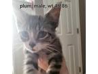 Adopt Plum a Domestic Shorthair / Mixed cat in Spring Hill, KS (38336902)