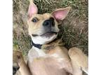 Adopt Mikaila a Labrador Retriever / Mixed dog in Spring Hill, KS (38474393)