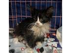 Adopt Joker a Domestic Longhair / Mixed cat in Spring Hill, KS (38585573)