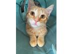 Adopt Cheese a Domestic Shorthair / Mixed (short coat) cat in San Jacinto