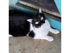 Adopt Luther a All Black Domestic Shorthair / Mixed cat in Yucaipa