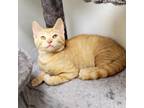 Adopt Journey a Orange or Red Domestic Shorthair / Mixed cat in Bedford