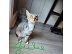 Adopt Julie a Gray or Blue Domestic Shorthair / Mixed cat in Valdosta