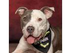 Adopt Grant a Gray/Blue/Silver/Salt & Pepper American Pit Bull Terrier / Mixed