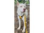 Adopt Milky Way* a Akita / Siberian Husky / Mixed dog in Pomona, CA (38578538)