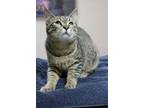 Adopt Nibbles a All Black Domestic Shorthair / Domestic Shorthair / Mixed cat in