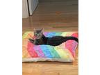 Adopt Garbo GiGi a Gray, Blue or Silver Tabby Domestic Shorthair / Mixed (short