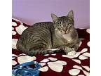 Adopt Greta a Brown Tabby Domestic Shorthair / Mixed (short coat) cat in Tampa