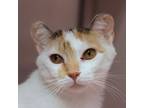 Adopt Winter a White Domestic Shorthair / Domestic Shorthair / Mixed cat in