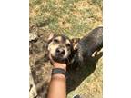 Adopt Jess a Shepherd (Unknown Type) / Mixed Breed (Medium) / Mixed dog in
