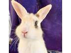 Adopt Oscar a Blanc de Hotot / Mixed rabbit in Kanab, UT (38465094)
