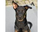 Adopt Carlo a Black Shepherd (Unknown Type) / Mixed dog in Staten Island