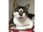 Adopt Harvey a Domestic Shorthair / Mixed (short coat) cat in Columbus