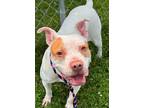 Adopt Sophie a White American Pit Bull Terrier / Mixed dog in Burton