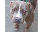 Adopt Star a Pit Bull Terrier / Mixed dog in Troy, VA (38362921)