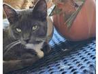 Adopt Star a Domestic Shorthair / Mixed cat in Salt Lake City, UT (38612058)