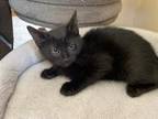 Adopt Moonshadow a All Black Domestic Shorthair / Mixed cat in Rochester