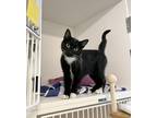 Adopt Rosebud a Domestic Shorthair / Mixed cat in Vernon, BC (38565883)