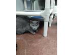 Adopt Flopper--SPONSORED ADOPTION FEE a Gray or Blue Domestic Shorthair /