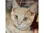 Adopt Cayenne a Domestic Shorthair / Mixed cat in Nashville, IN (38530809)