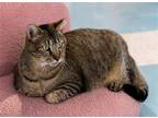 Adopt Lover Boy a Domestic Shorthair / Mixed (short coat) cat in Columbus