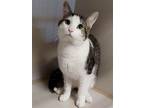 Adopt Larry a Cream or Ivory (Mostly) Domestic Shorthair / Mixed (short coat)