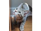 Adopt Raphael a Brown Tabby Domestic Shorthair / Mixed (short coat) cat in South