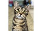 Adopt Jolene a Domestic Shorthair / Mixed cat in Novato, CA (38599797)