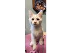 Adopt Foxtrot a White (Mostly) Domestic Longhair / Mixed (long coat) cat in