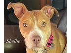 Adopt Shellie a White - with Red, Golden, Orange or Chestnut Pit Bull Terrier /