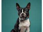 Adopt Jojo a Black Boston Terrier / Mixed dog in Santa Paula, CA (38525950)