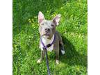 Adopt Lilith a Gray/Blue/Silver/Salt & Pepper American Pit Bull Terrier / Mixed