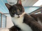 Adopt Tahini a Domestic Shorthair / Mixed cat in Troy, VA (38479718)