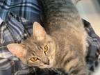 Adopt Eileen a Domestic Shorthair / Mixed cat in Troy, VA (38421770)