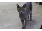 Adopt Kitty - 37759 a Gray or Blue Domestic Shorthair / Mixed (short coat) cat