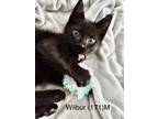 Adopt Foster Wilbur a All Black Domestic Shorthair / Mixed (short coat) cat in