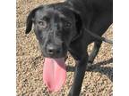 Adopt Jojo a Black Mixed Breed (Medium) / Mixed dog in Las Cruces, NM (38544607)