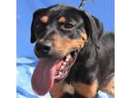 Adopt Bo a Black Mixed Breed (Medium) / Mixed dog in Las Cruces, NM (38544606)
